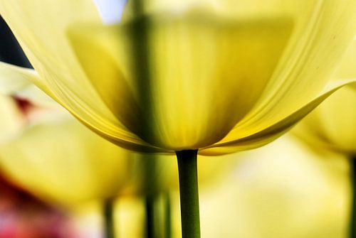 Flower Power 8 van Bee Art foto