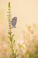Silver studded blue