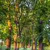 The chestnut tree avenue by Patrice von Collani