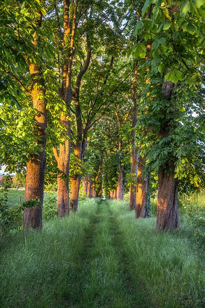 The chestnut tree avenue by Patrice von Collani