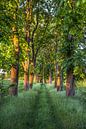 The chestnut tree avenue by Patrice von Collani thumbnail
