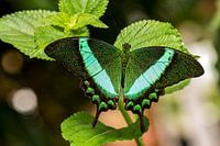 Ein tropischer Schmetterling im Schmetterlingsgarten.