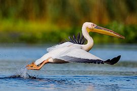 Pelicans in the Danube Delta by Roland Brack