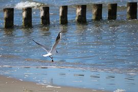 Une mouette s'envole sur Daniel Loof