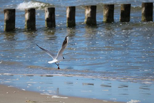 Möwe hebt ab