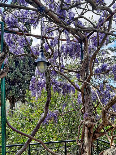 Moments de glycine 2