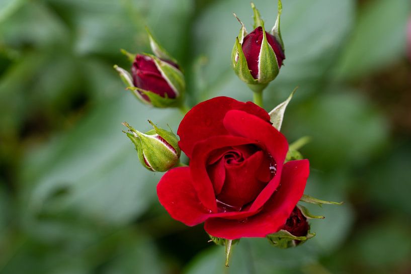 Roses by Maaike Krimpenfort