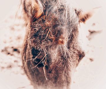 Paard met Herfsttooi van Maneschijn FOTO