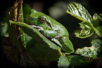 Tree frog by Ron Hermans