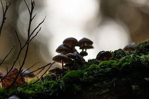 Gegenlichtpilz