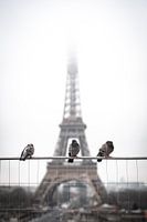 Vogels voor de Eiffeltoren.