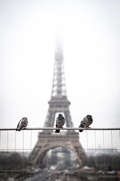 Oiseaux devant la Tour Eiffel. sur Jordi Sloots