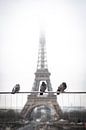 Vogels voor de Eiffeltoren. van Jordi Sloots thumbnail