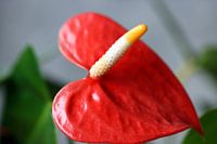 Flamingo bloem Anthurium