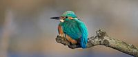 Kingfisher - Mister Tyndall by IJsvogels.nl - Corné van Oosterhout thumbnail
