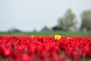 A yellow tulip above a red tulip field