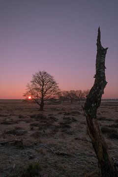 Sonnenaufgang Deelerwoud von Moetwil en van Dijk - Fotografie