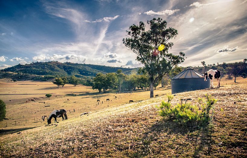 Ozzy cheval Fram près Bingara, Australie par Sven Wildschut