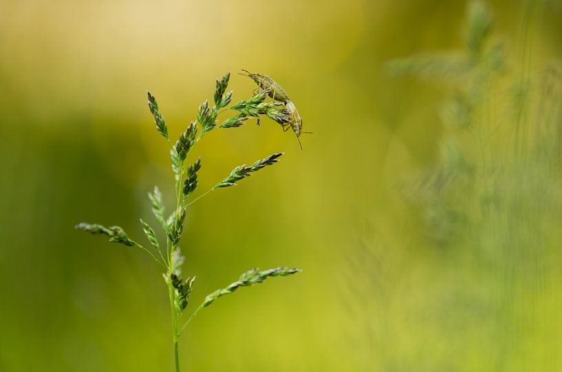 in the meadow by Margriet Louwen