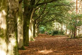 Herfst sur Willy Sybesma