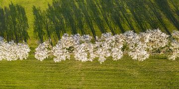 Luftaufnahme einer Baumallee in der Blüte - Schwäbische Alb von Werner Dieterich