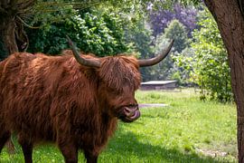 Scottish Highlander by Michael van Eijk