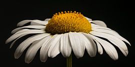 Zart und kraftvoll – Panorama einer kleinen weißen Blume von Marjolijn van den Berg