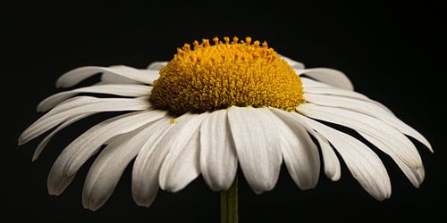Tendre et puissant – Panorama d'une petite fleur blanche sur Marjolijn van den Berg