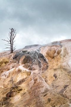 Bunte Felsen und toter Baum im Yellow Stone National Park. von Myrthe Slootjes