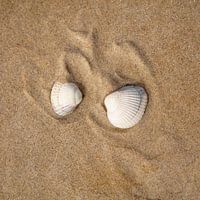 Shells on the beach