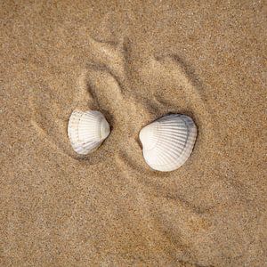 Des coquillages sur la plage sur Johan Zwarthoed