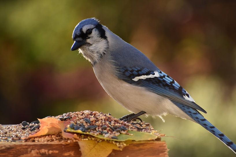 A blue jay at the garden feeder by Claude Laprise