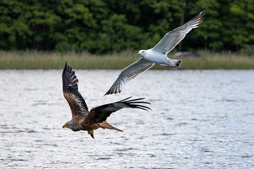 Zeemeeuw en rode wouw bij het meer