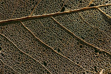 Gouden bladnerven in de herfst van Emajeur Fotografie