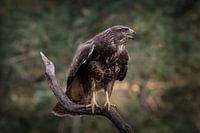 Buzzard