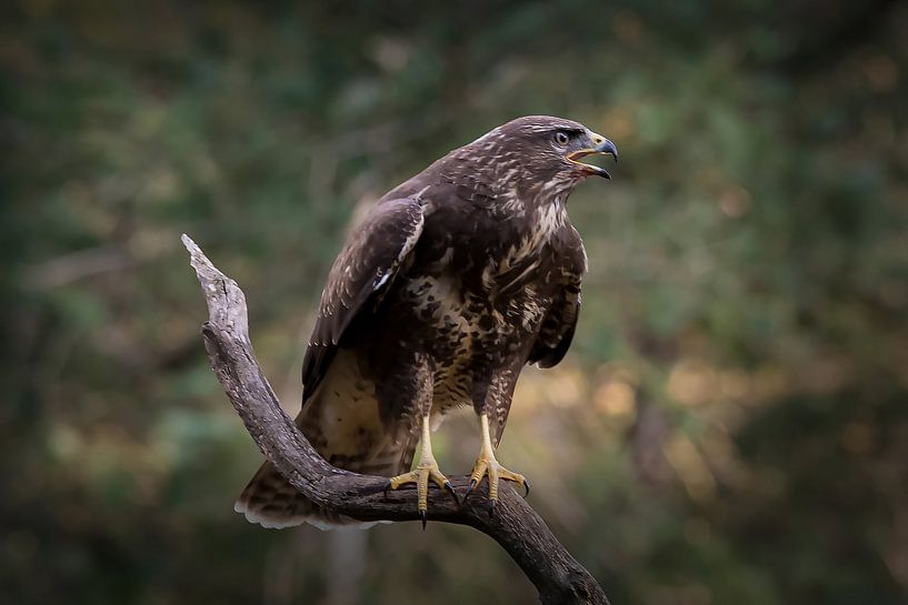 Buzzard par Rob Jansen