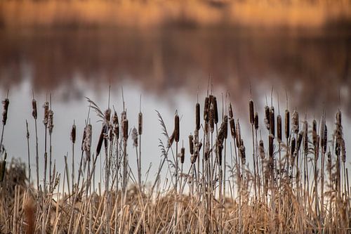 Lisdode langs het water.