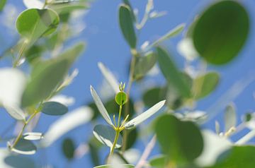 Eucalyptus Azura van Sven Wildschut