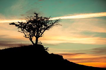 Arbre solitaire au lever du soleil sur Hazelure Pictures