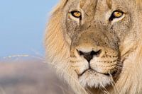 Lion's eyes