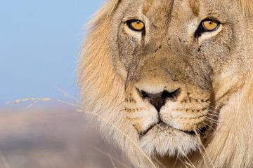 Les yeux du lion sur Studio voor Beeld