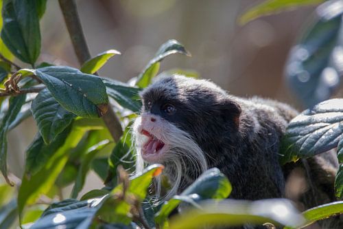Eine süße kaiserliche Tamarin