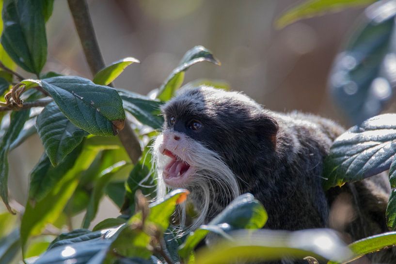 Un tamarin impérial mignon par Selwyn Smeets - SaSmeets Photography