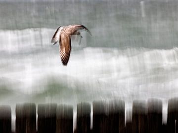 Mouette avec tête de pile créative sur Linda Raaphorst