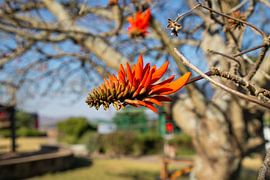 Beautiful in simplicity by Roelinda Tip
