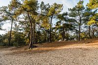 Loonse and Drunense Dunes in autumn shades