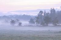 Waldrand mit Bodennebel auf dem Feld