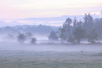 lisière de forêt avec brouillard sur le terrain