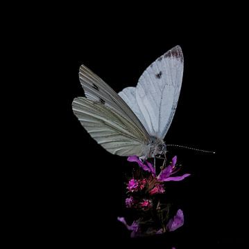 Vlinder op bloem.