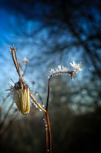 Frozen aridity